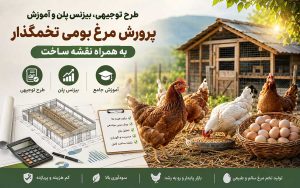 پکیج طرح توجیهی پرورش و تکثیر مرغ بومی تخمگذار؛ به همراه آموزش، نقشه و پلان سازه